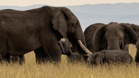 Africa part 1: Better than Disney